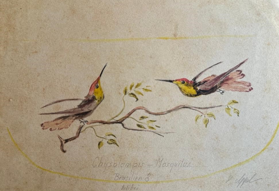 Estudo de Kolibri (Brasilien)