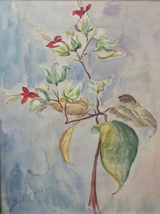 Flores do Clerodendro